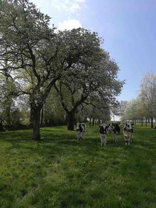 Gite Ferme Cidricole Et Laitiere Villa Magny-le-Desert Kültér fotó