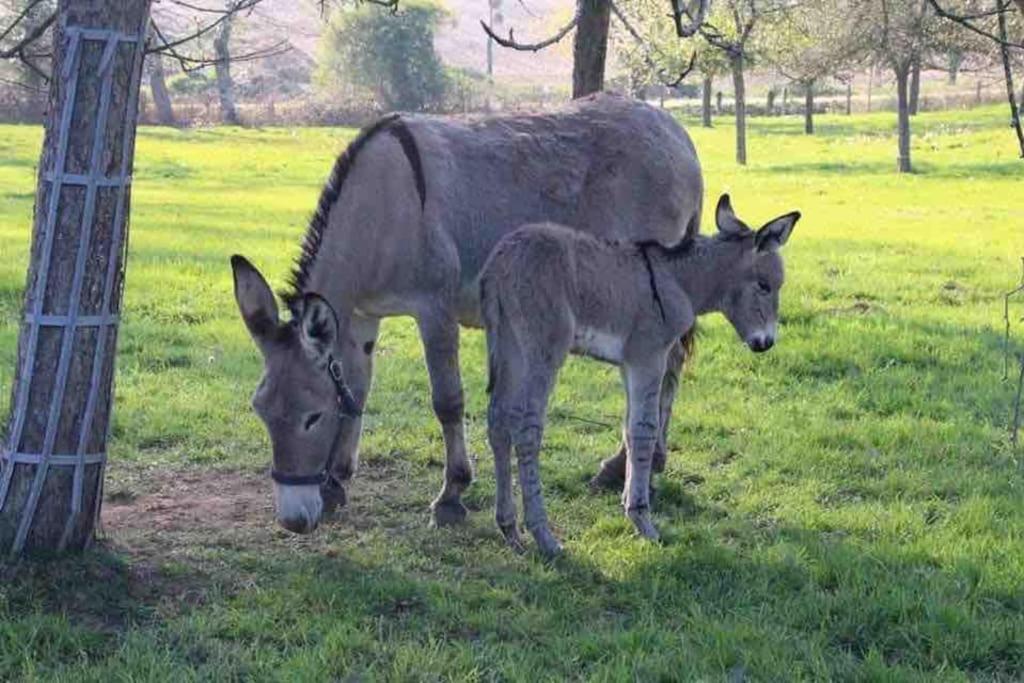 Gite Ferme Cidricole Et Laitiere Villa Magny-le-Desert Kültér fotó